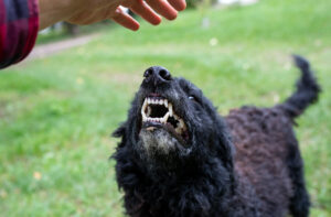 Close up of insecured dog showing teeth to stranger who approaching with hand to animal